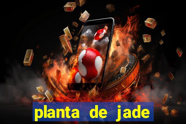 planta de jade significado espiritual